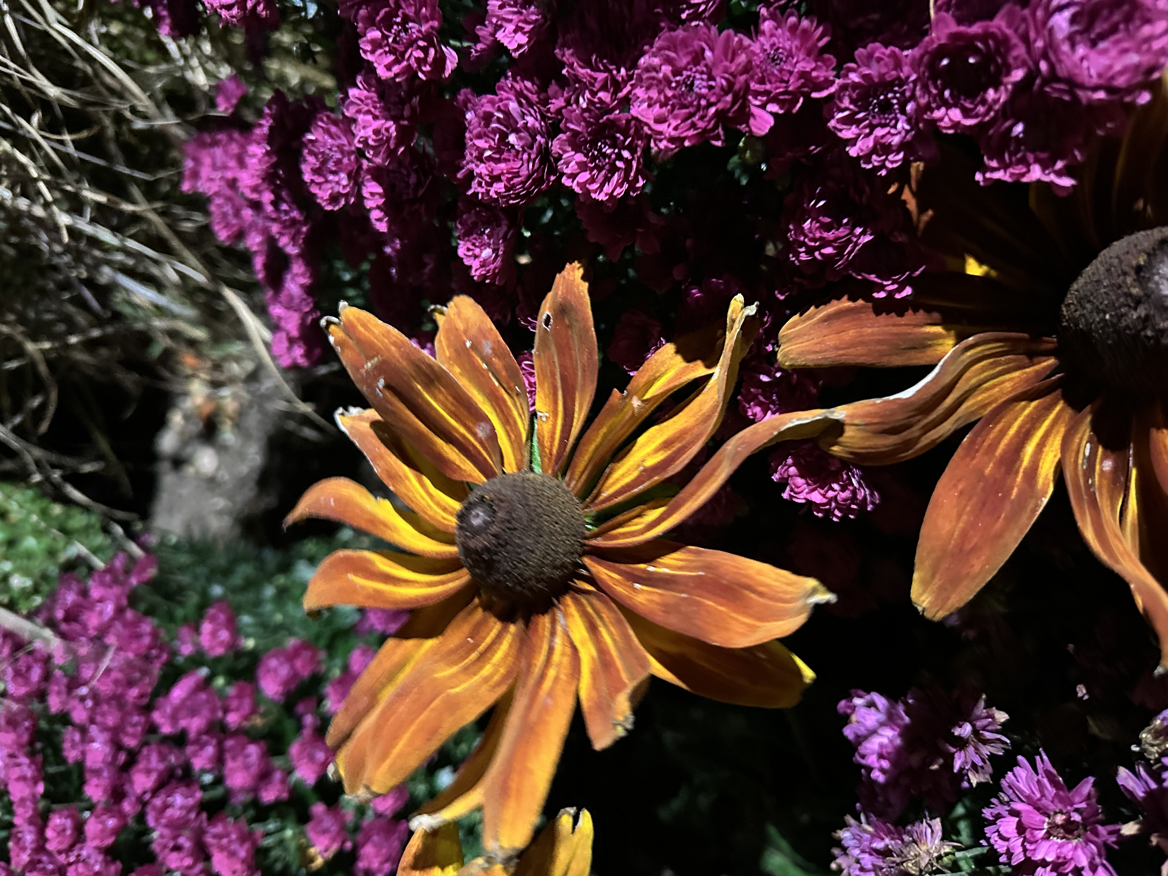 A black-eye susan flower on campus with surrounding purple flowers.