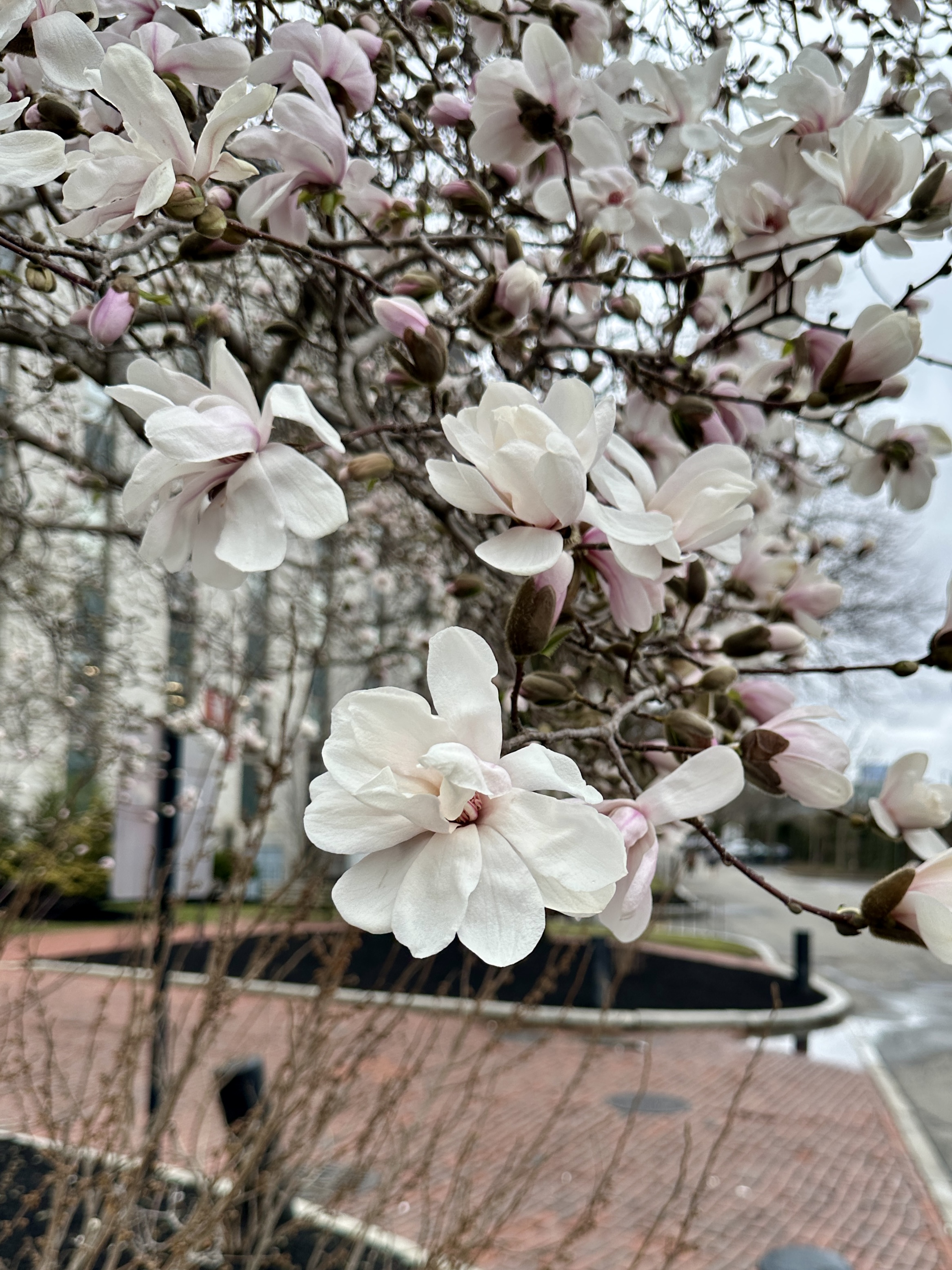 A view down the path through magnolia trees on campus.