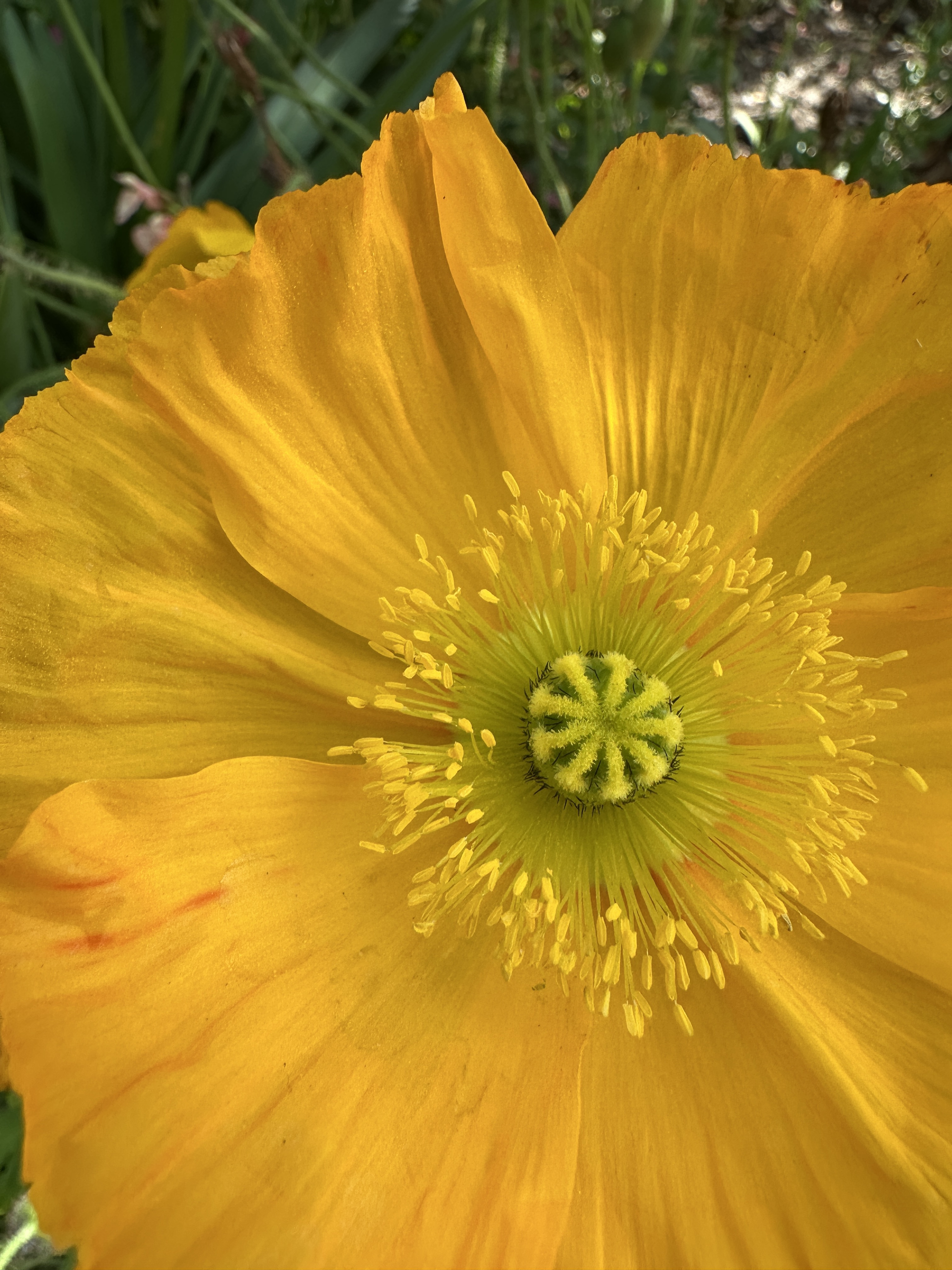 A close up photo of a yellow flower on campus.