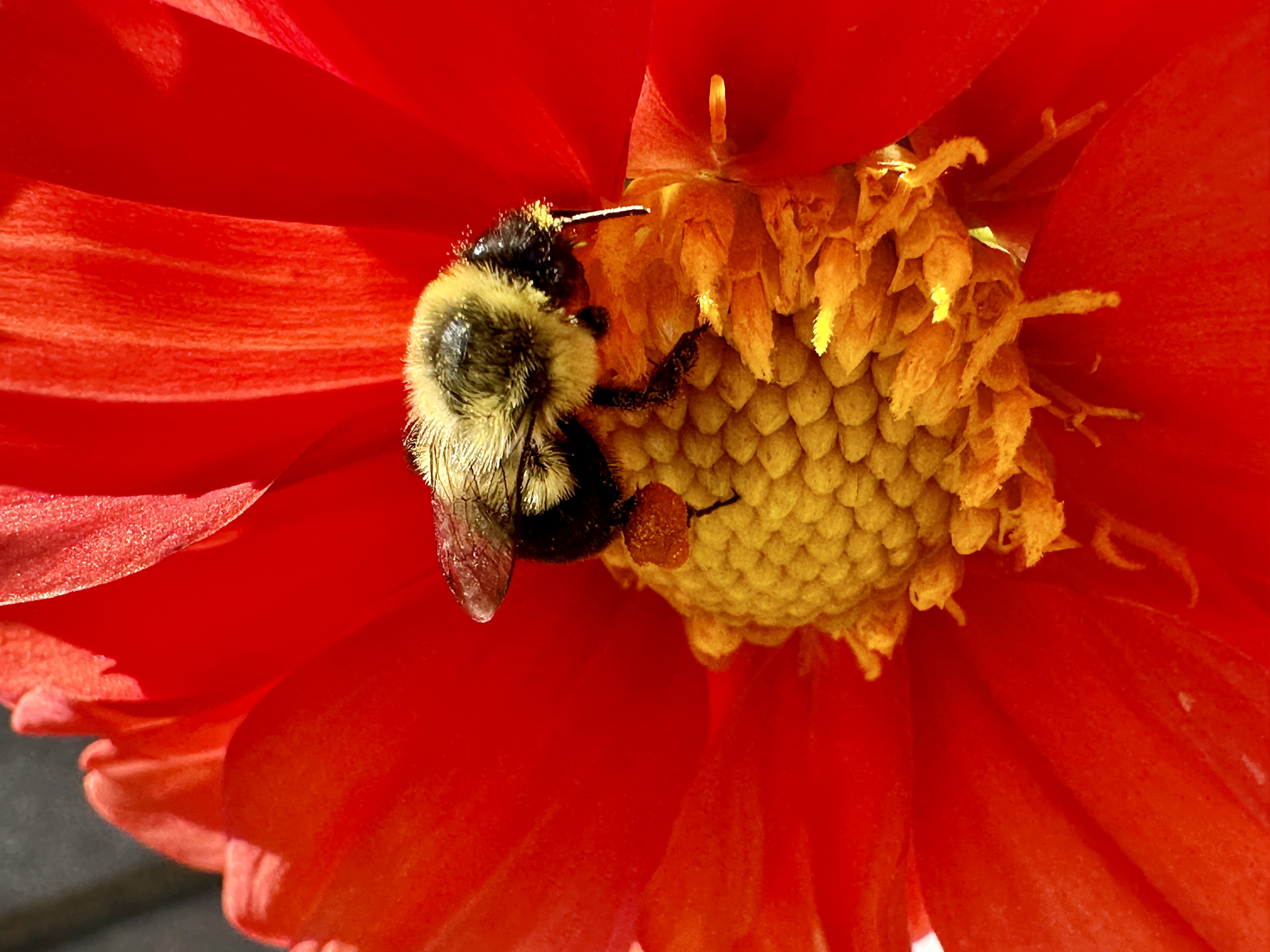 A red flower with a visiting bee.